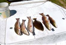 Redfish Roper Fishing Guide - Rockport Port O'Connor and Seadrift.