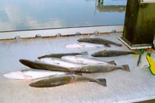 Redfish Roper Fishing Guide - Rockport Port O'Connor and Seadrift.