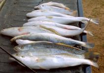 Redfish Roper Fishing Guide - Rockport Port O'Connor and Seadrift.