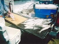 Redfish Roper Fishing Guide - Rockport Port O'Connor and Seadrift.