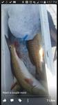 Redfish Roper Fishing Guide - Rockport Port O'Connor and Seadrift.
